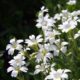 Viltige Hoornbloem - Cerastium tomentosum - Eetbare Bloemetjes