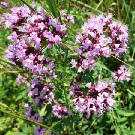 Wilde Marjolein/Oregano - Origanum vulgare - Eetbare bloemetjes