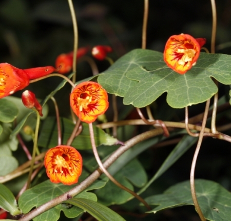 Mashua bloemen - Tropaeolum tuberosum - Eetbare bloemetjes